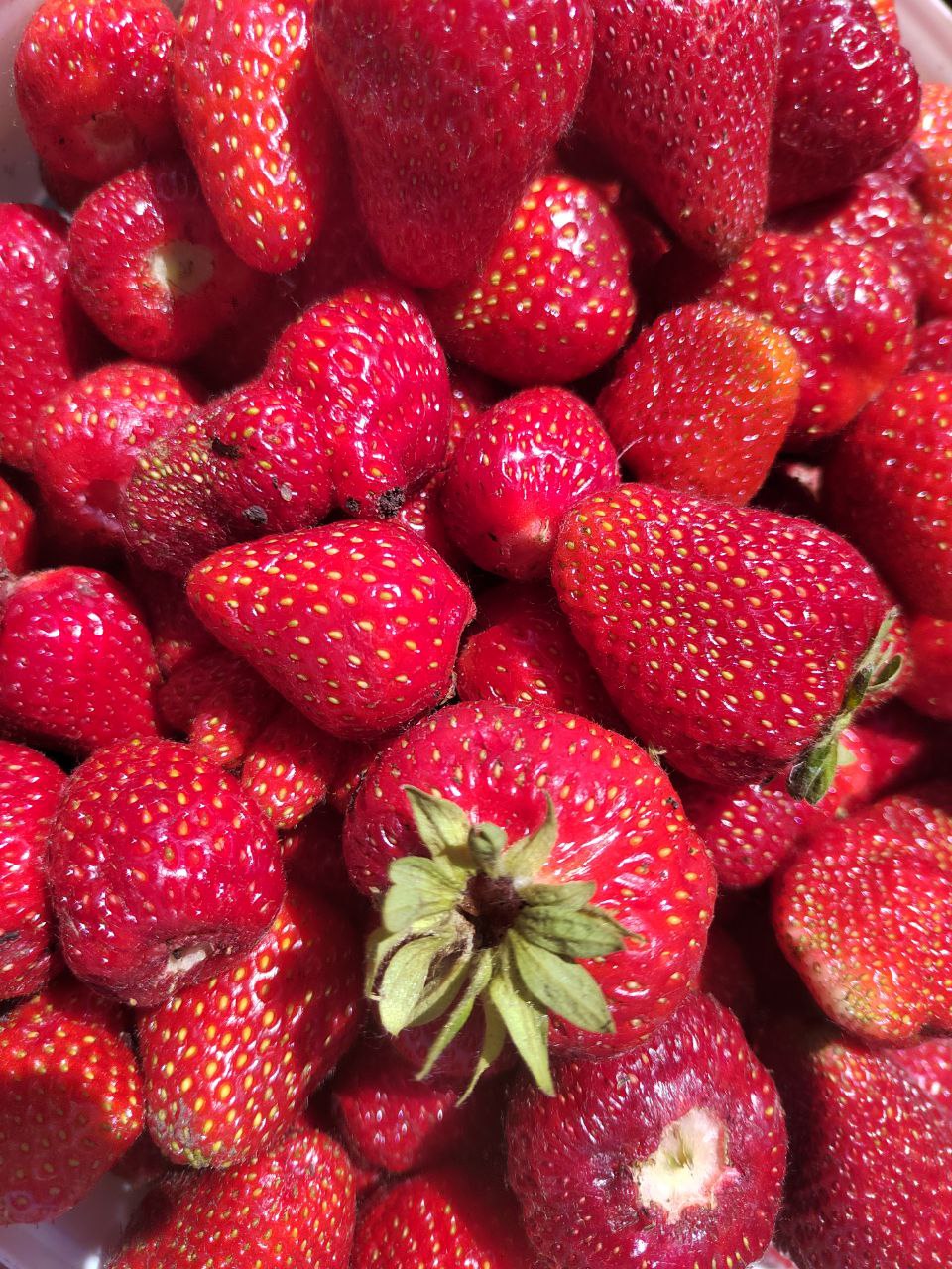 Чем пензенцам подкормить клубнику в августе, чтобы урожай поразил соседей