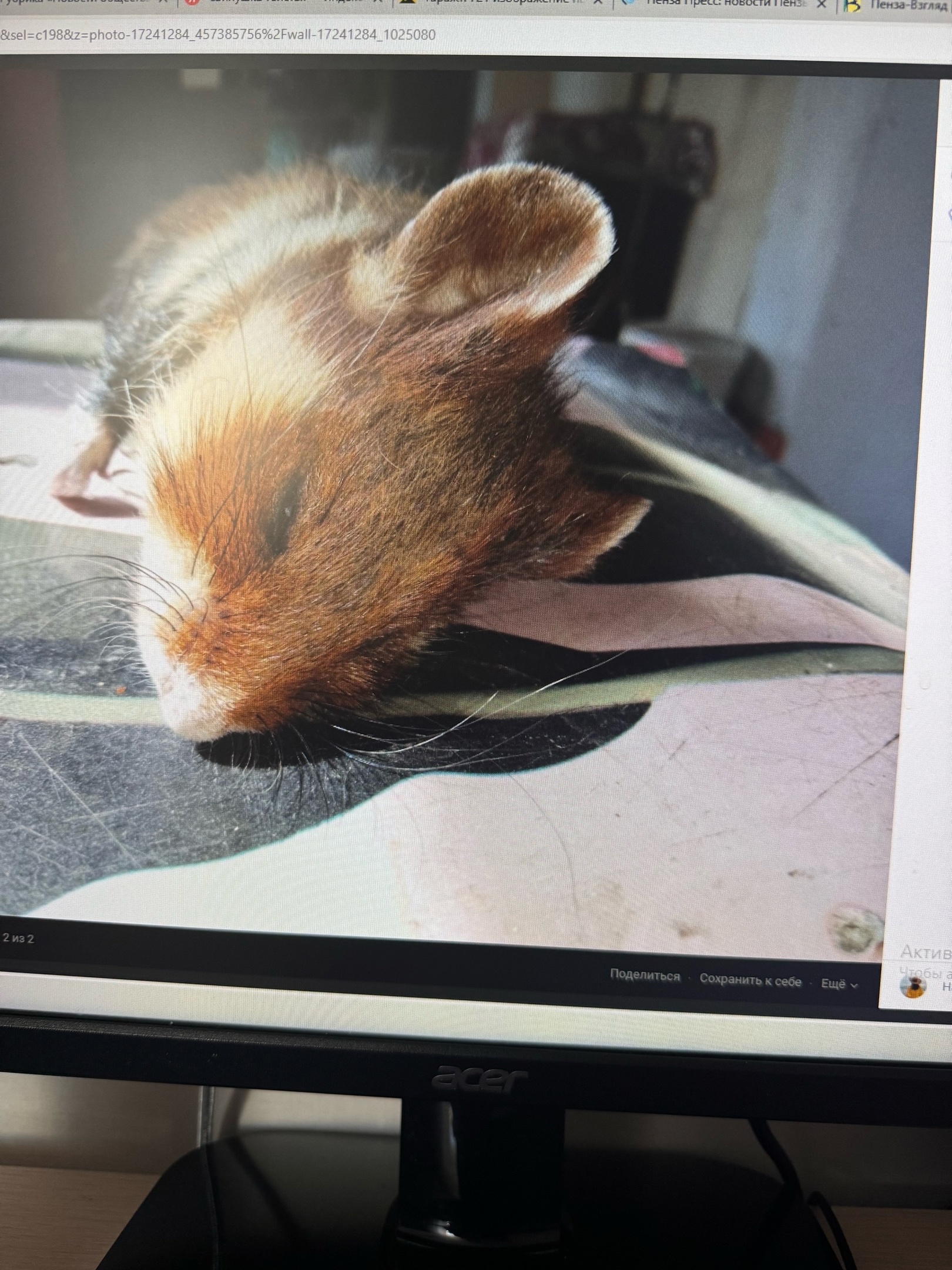 Огороды пензенцев атакуют дикие хомяки