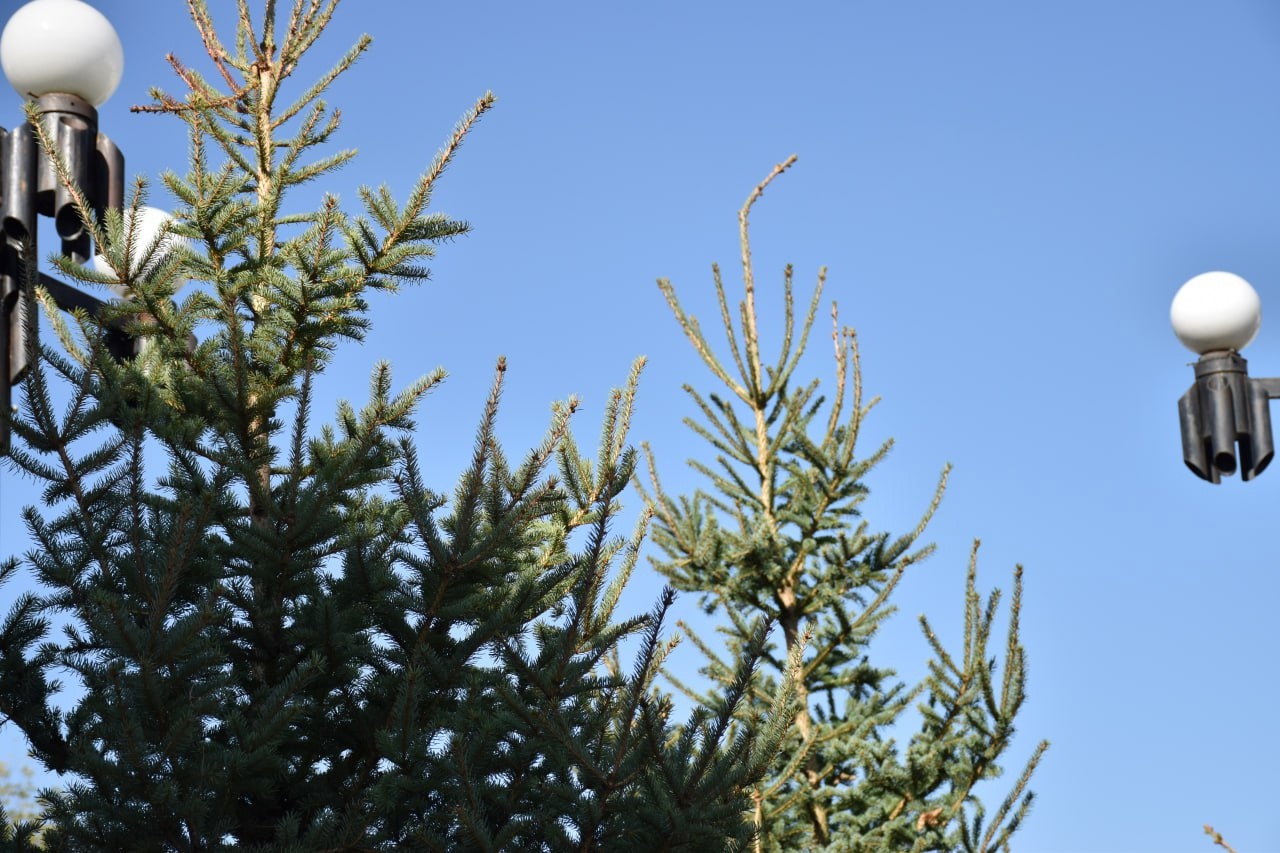 В Пензе у завода Дезхимоборудования высадили ели в биоразлагаемых мешках