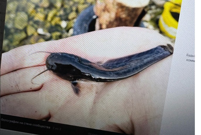 Мини-сом из Сурского водохранилища удивил рыбаков