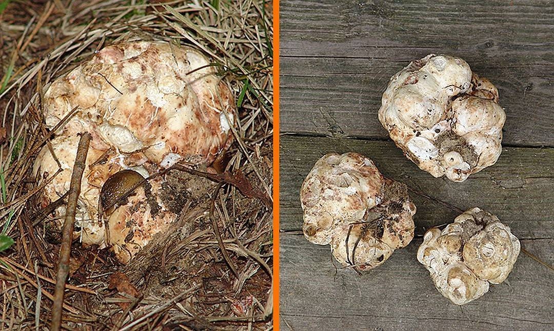 В Пензенской области ищут редкий белый трюфель