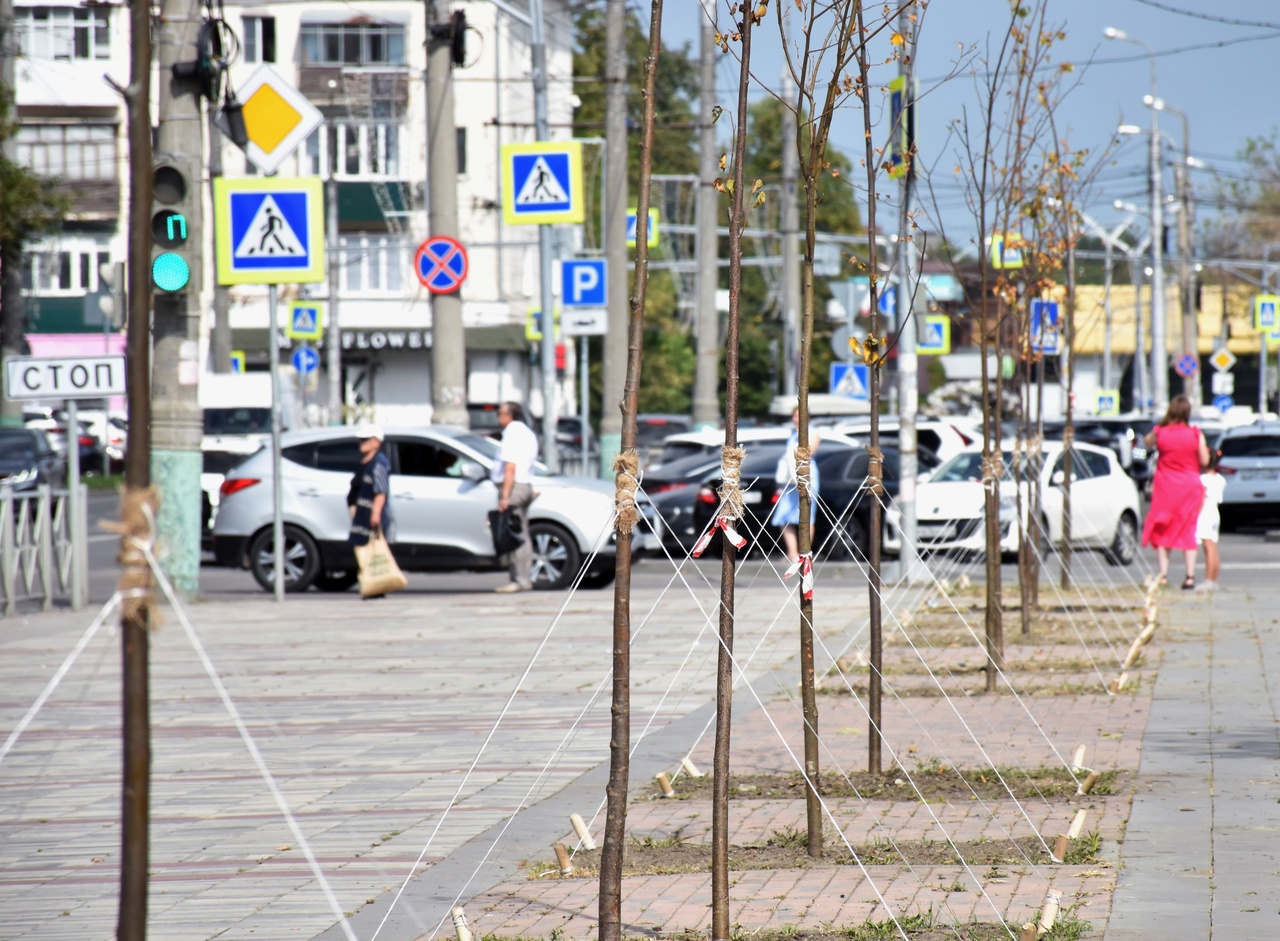 В Пензе на улице Плеханова высадили липы взамен спиленных тополей