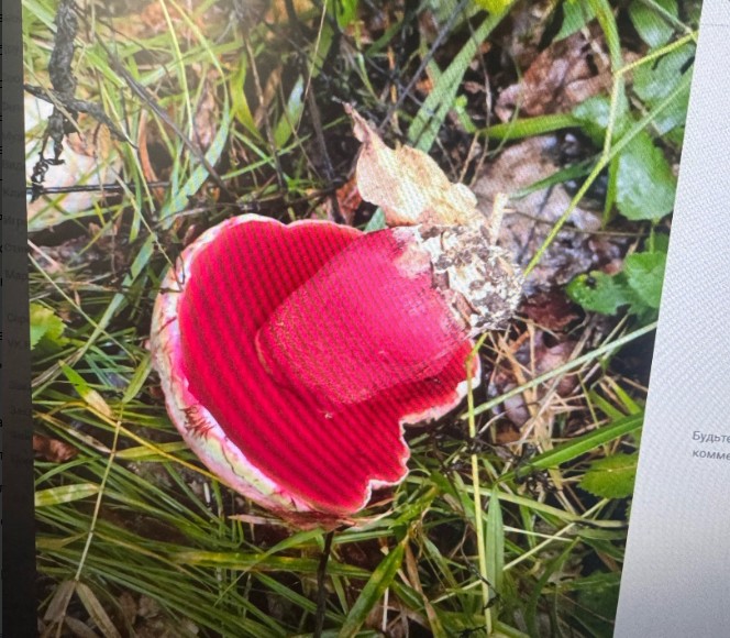 Сатанинский гриб или деликатес? Пензенцы делятся необычной находкой в лесу