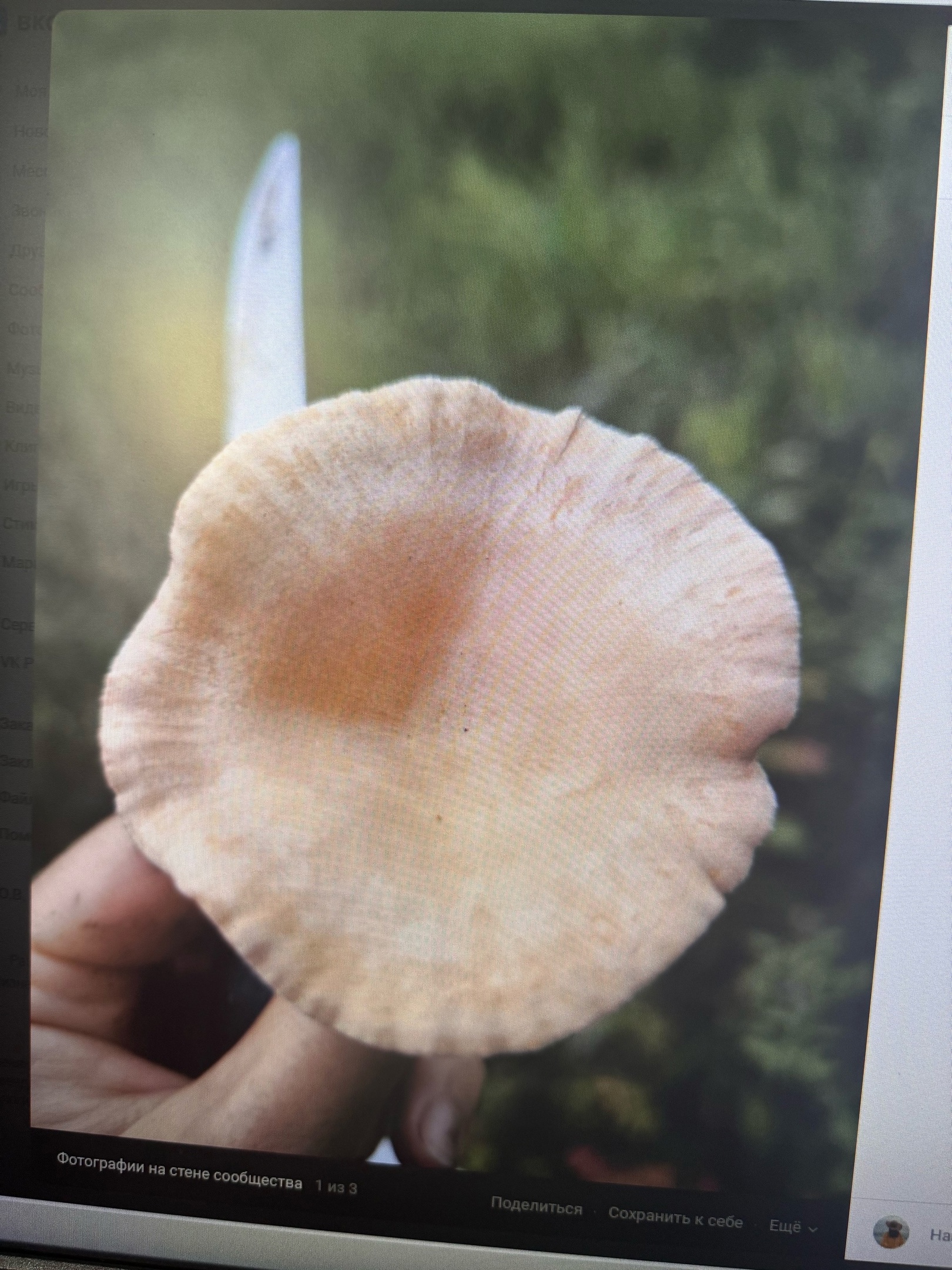 Пензенцы в лесах находят «говорушки»