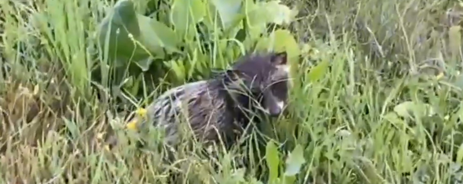 В Пензенской области было замечено редкое животное