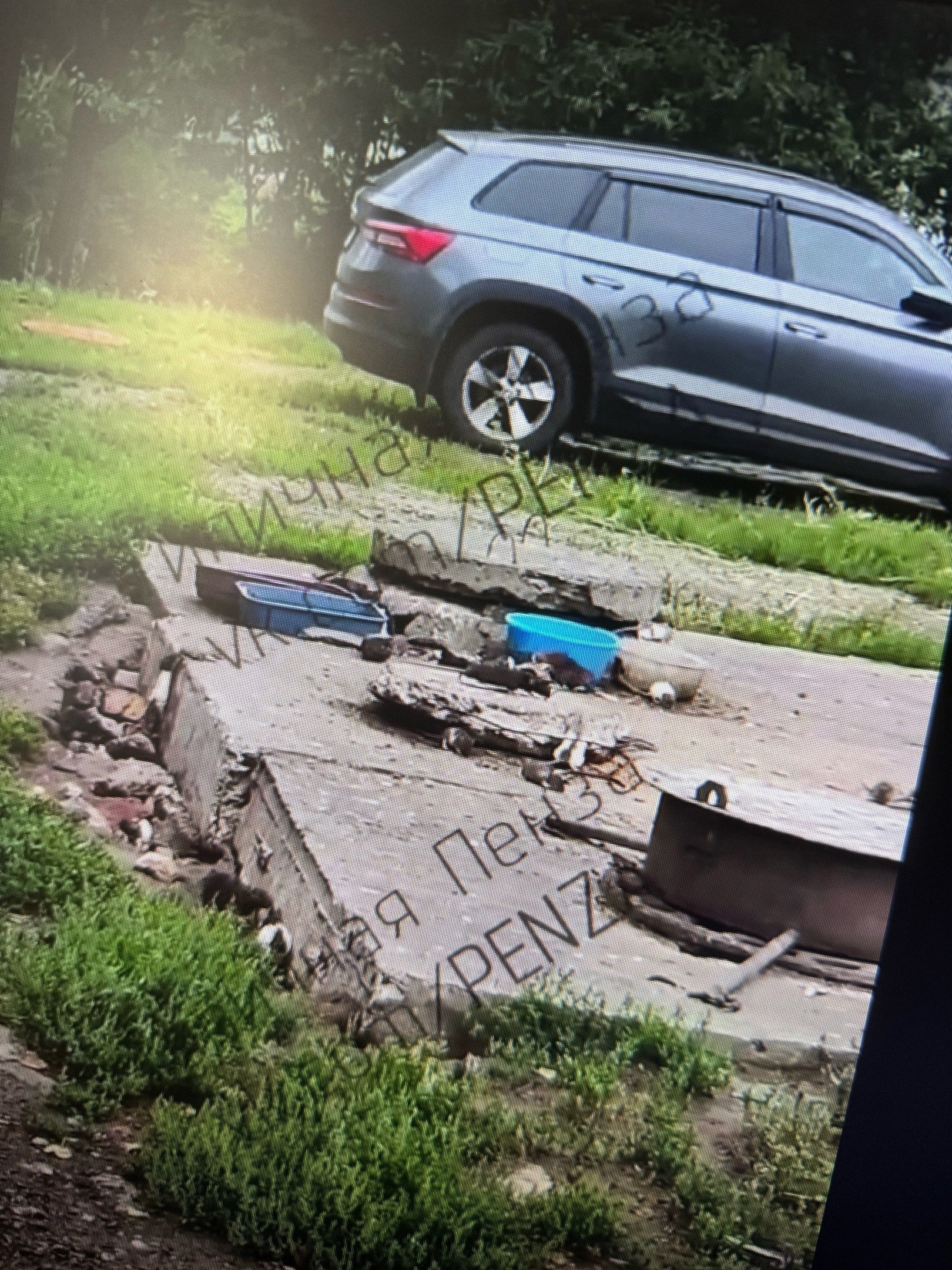 Пензенцев умилили декоративные крысы, поселившиеся в теплотрассе