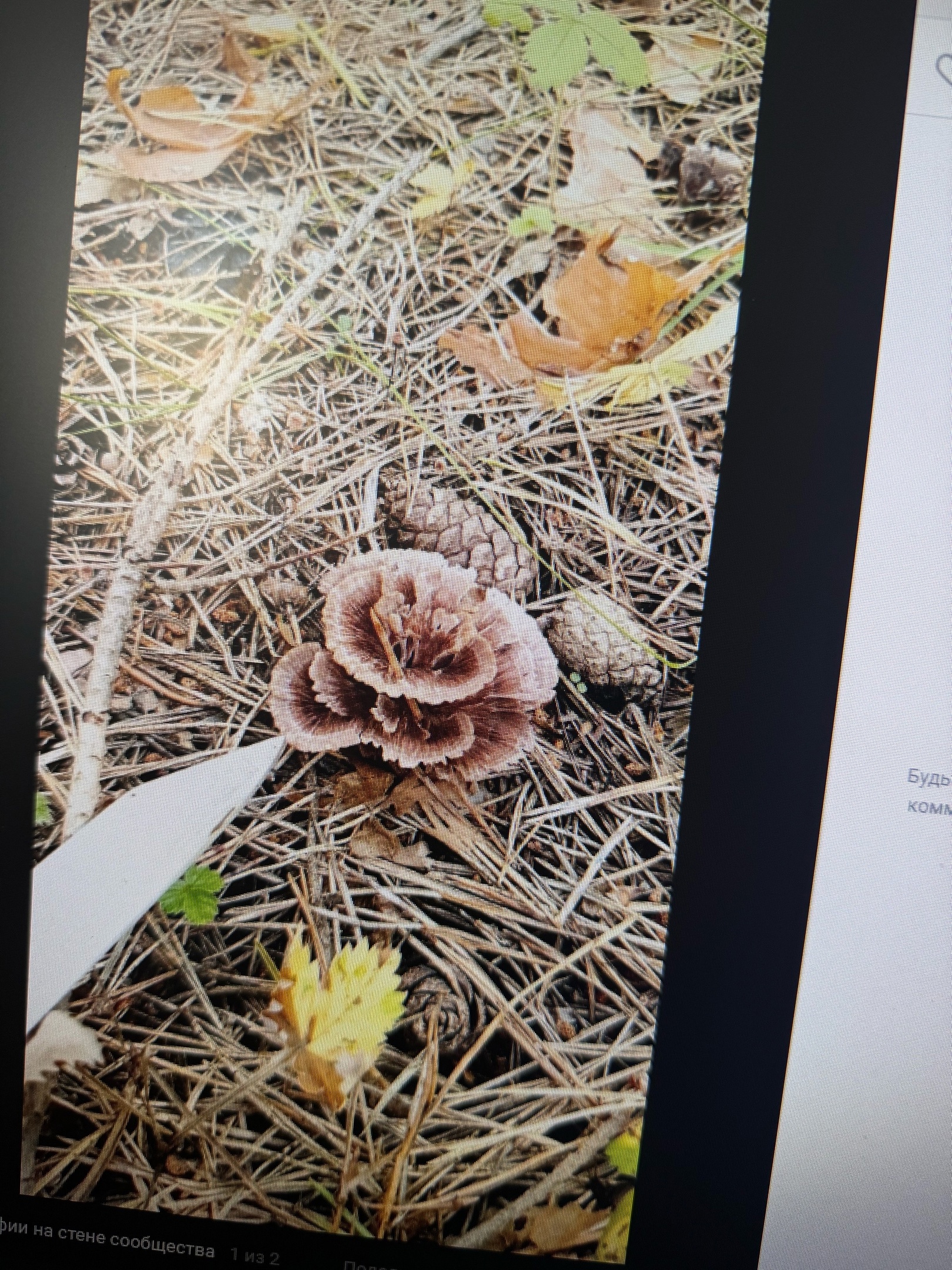 Пензячка нашла в лесу удивительно красивый гриб