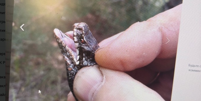 Пензенец схватил гадюку голыми руками