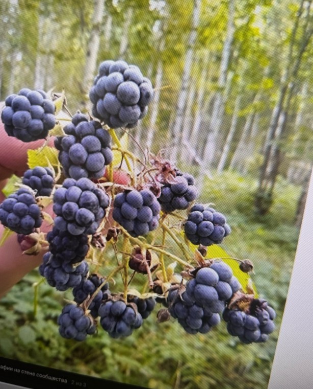 В пензенских лесах появились орехи и ежевика