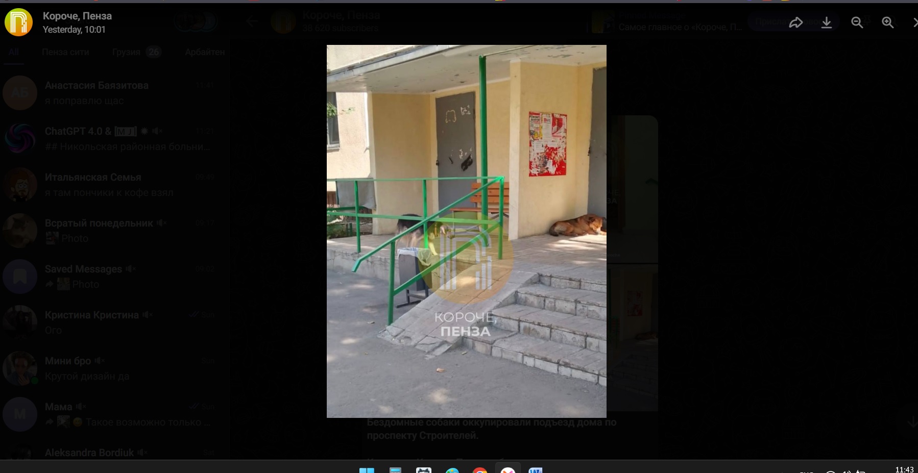 В Пензе собаки оккупировали подъезд дома по проспекту Строителей