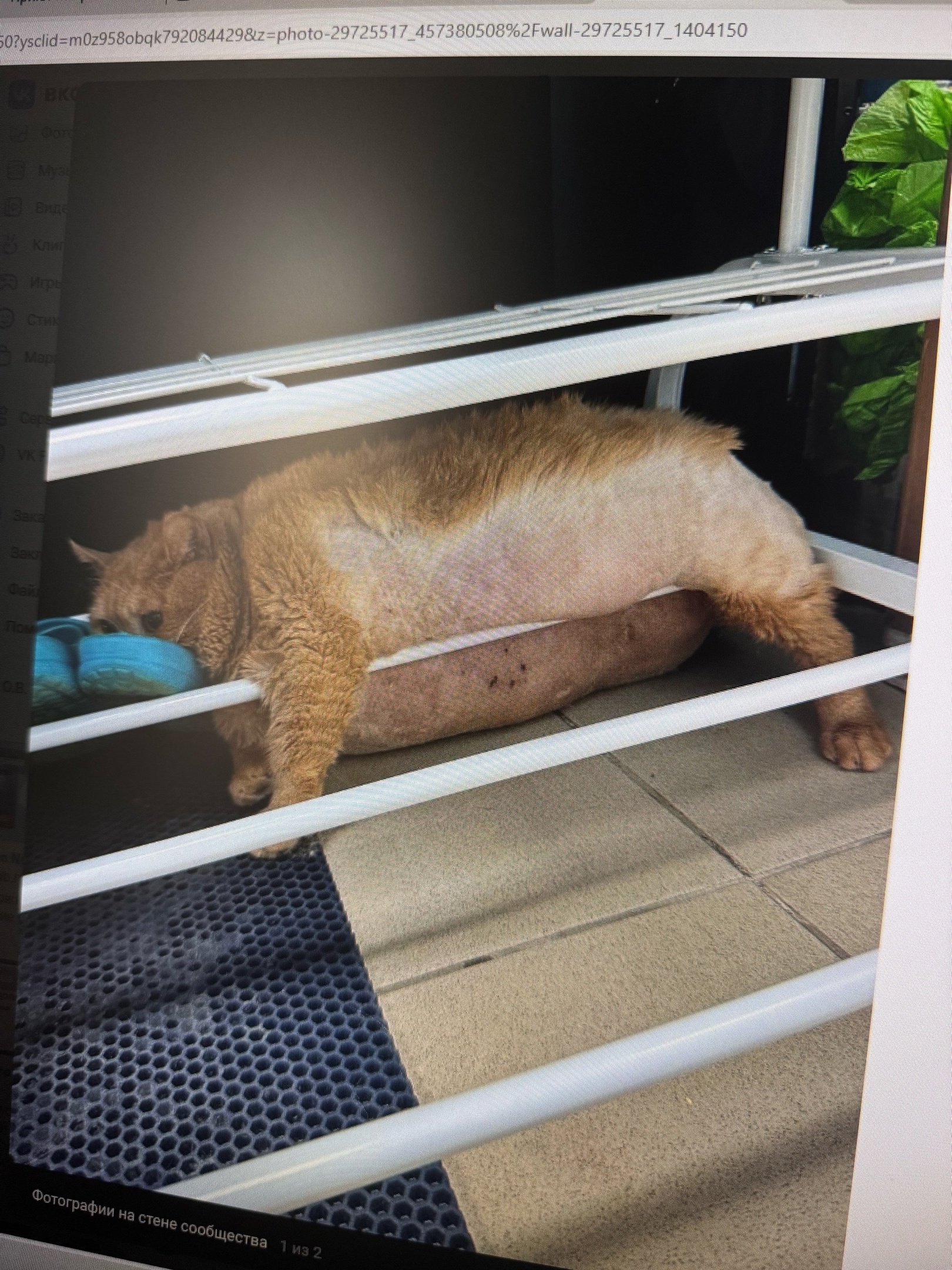 В ПФО кот-тяжеловес пытался сбежать из ветклиники и застрял в обувнице