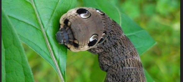 Пензенцам рассказали об удивительных гусеницах, похожих на покемонов