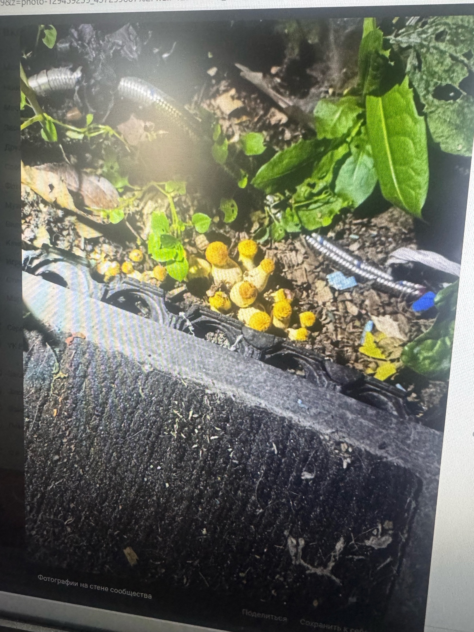 Пензенец нашел экзотические грибы прямо в огороде