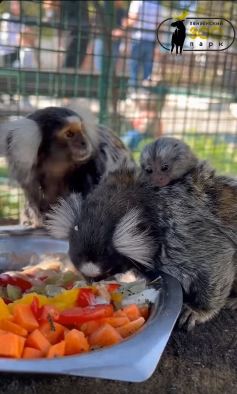 В Пензе у игрунки обыкновенной родились два малыша
