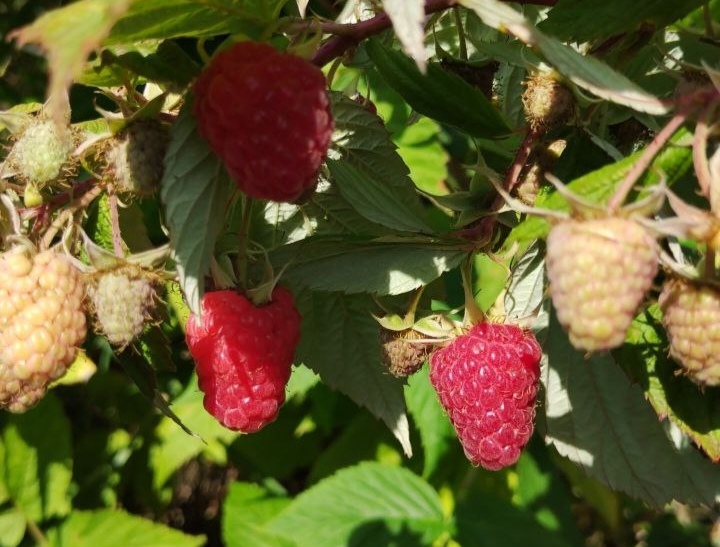 В Пензе сезон малины сдвинулся на конец сентября