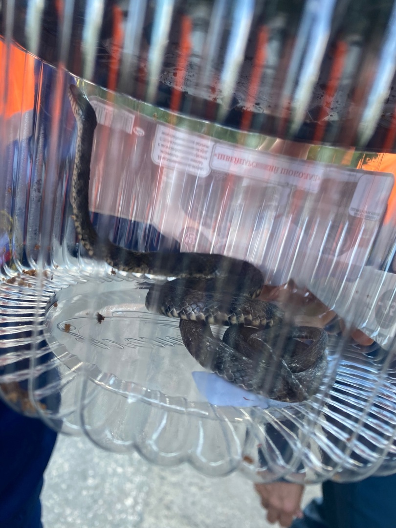 Ядовитую змею обнаружили недалеко от школы в Пензе