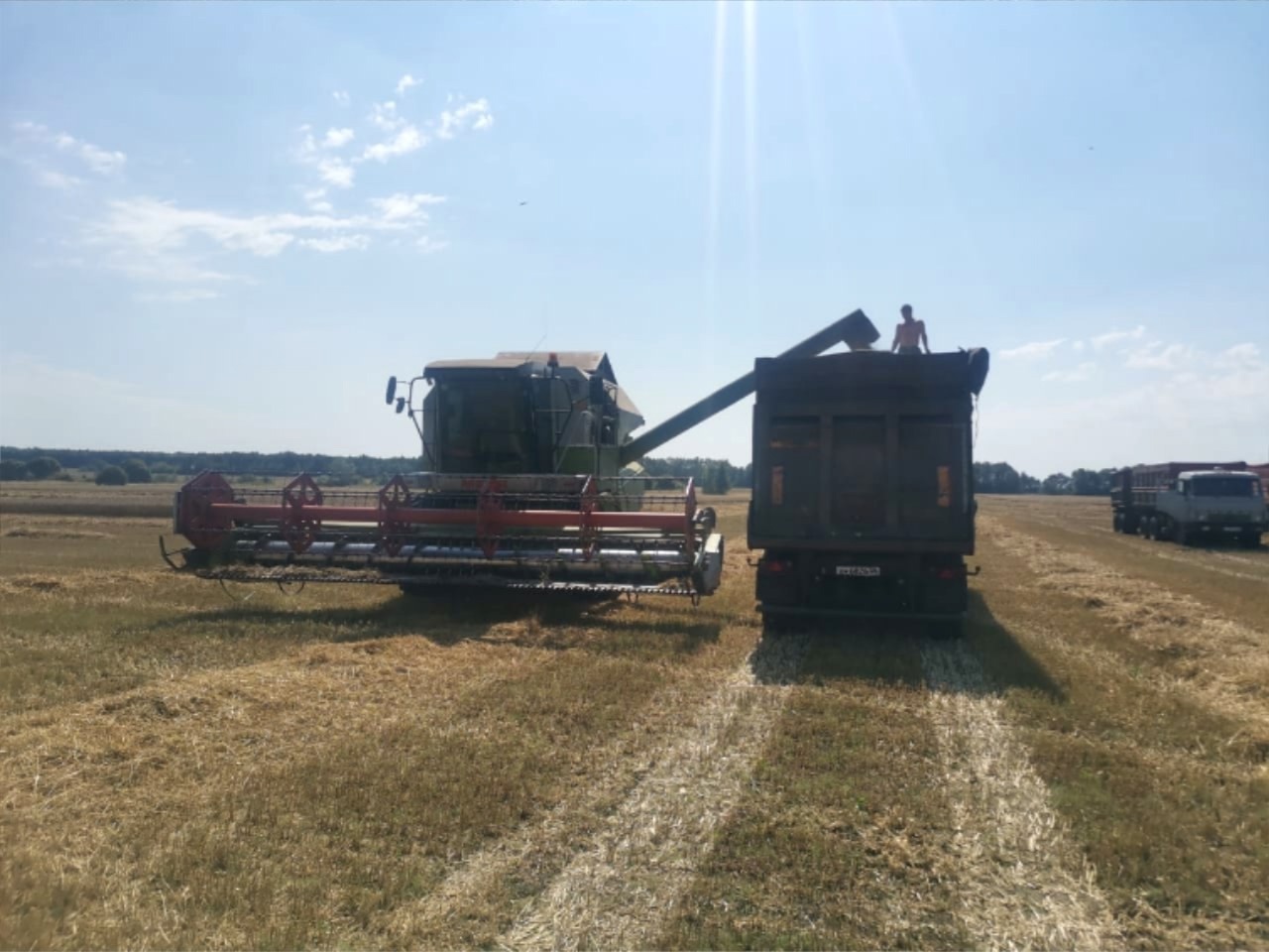 В Сердобском районе валовый сбор зерновых превысил 118 тысяч тонн