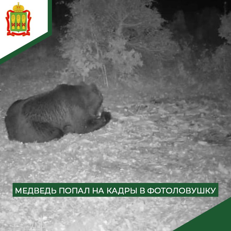 В Городищенском районе медведь позировал на фотокамеру