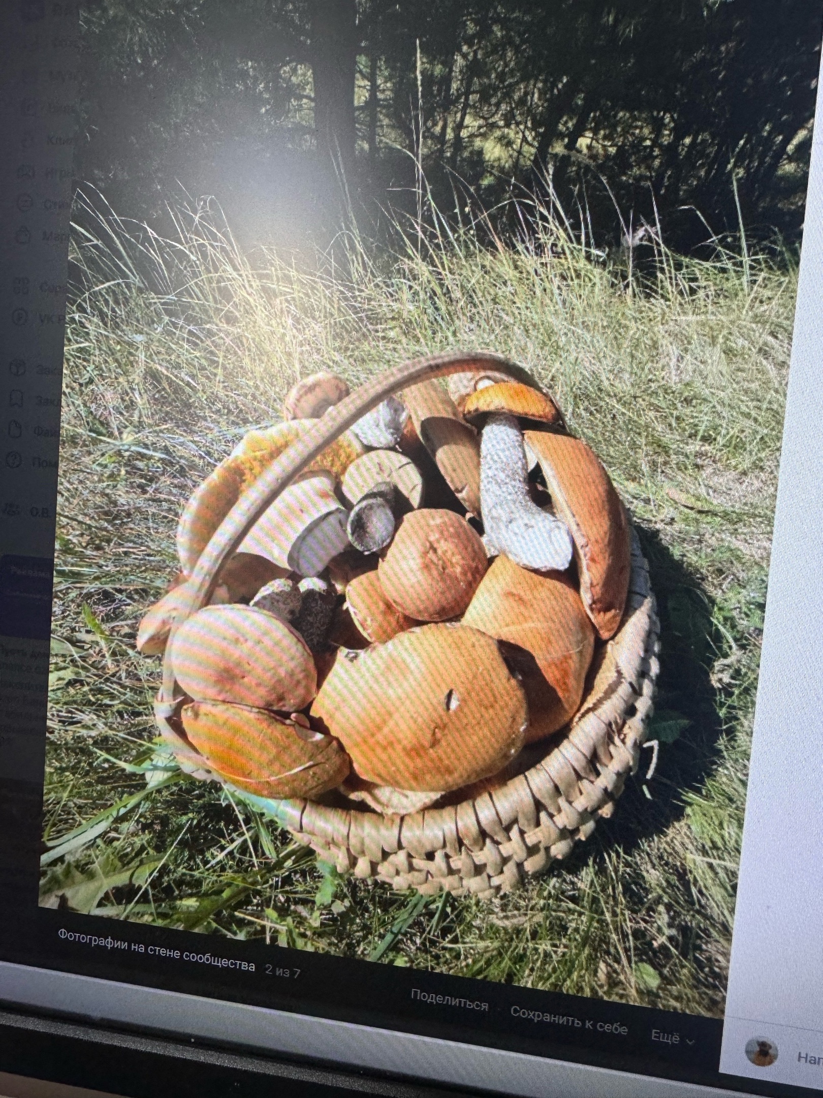 Пензенские леса снова радуют грибников осенним урожаем