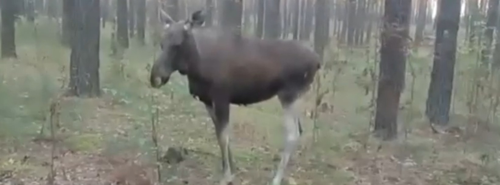 Пензенцев просят быть внимательнее во время гона лесных гигантов