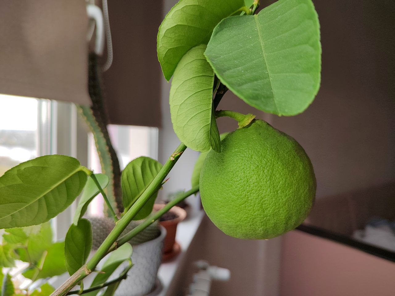 Пензенцам посоветовали, как сохранить зелень на зиму