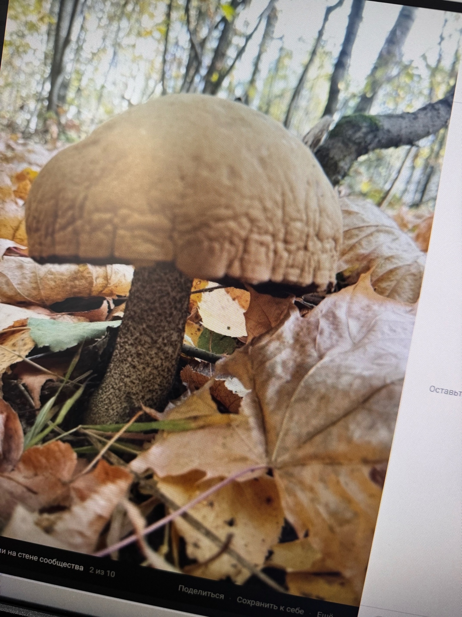 Пензенские леса остались без грибов