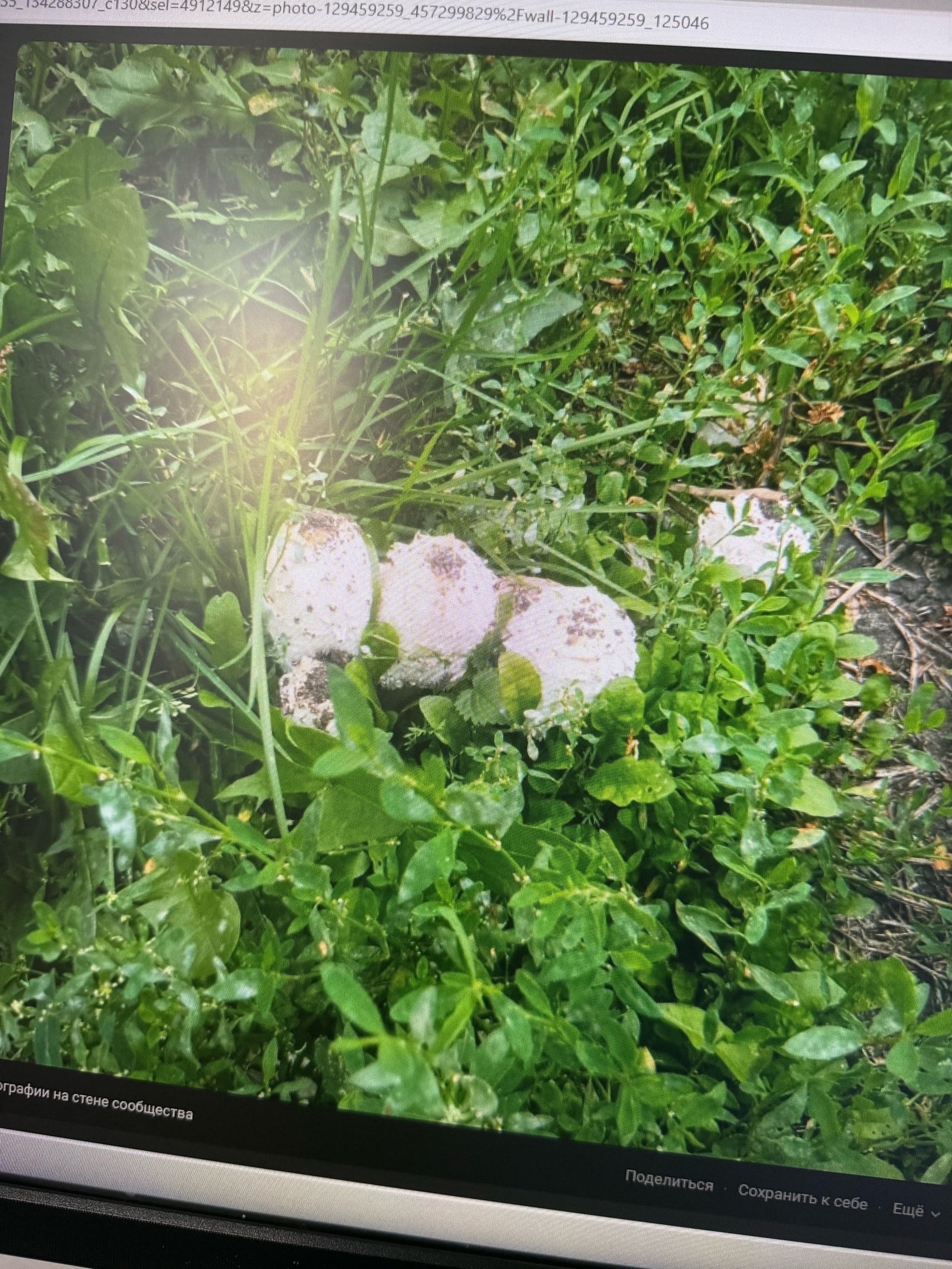 В Пензенской области мужчина обнаружил загадочный гриб прямо во дворе