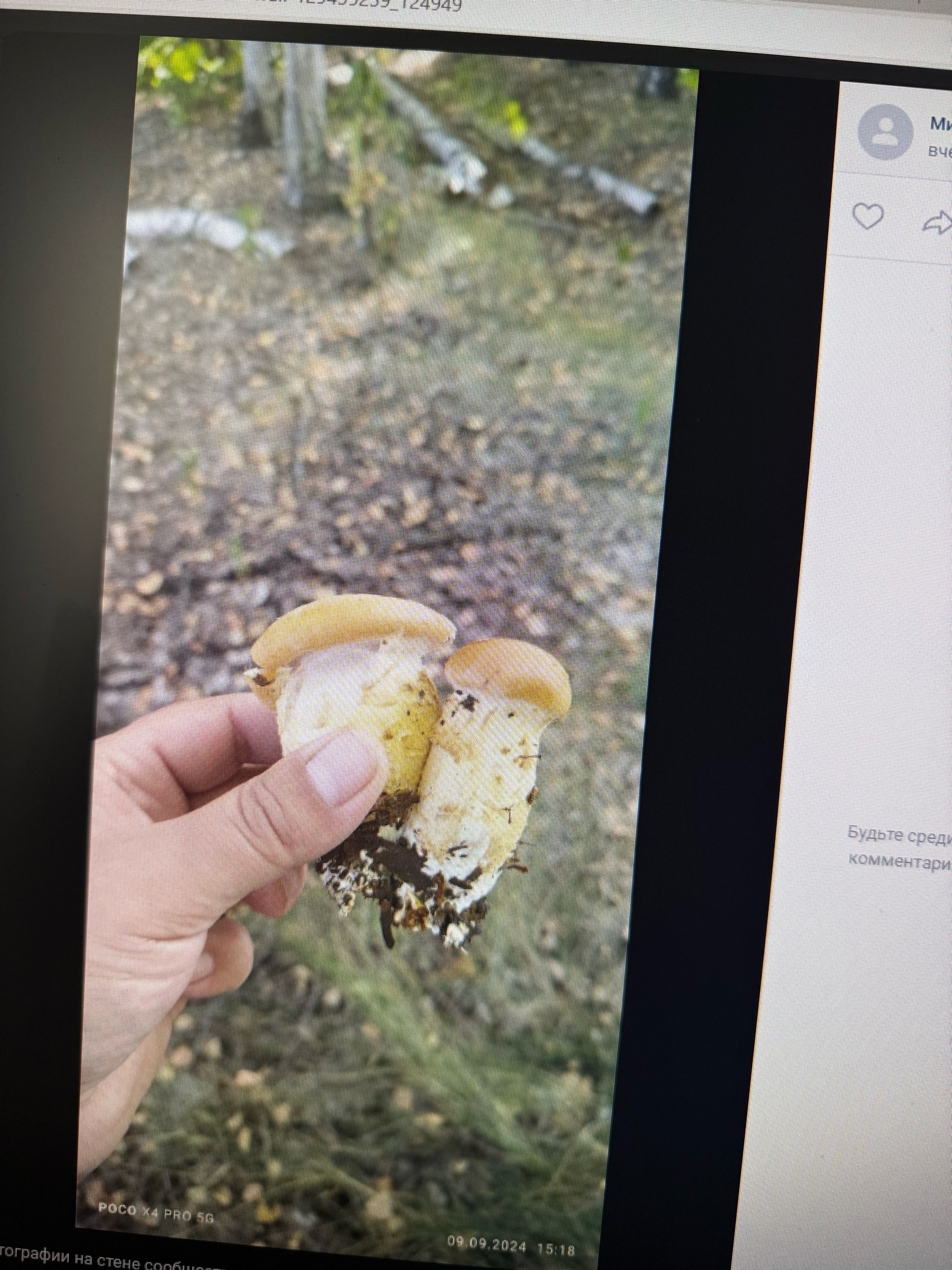 Необычный гриб поставил в тупик пензенского любителя тихой охоты