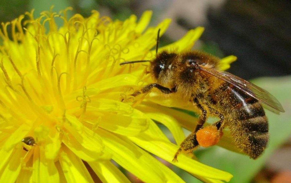 В Бессоновском районе просят убрать пчел из-за распыления химикатов