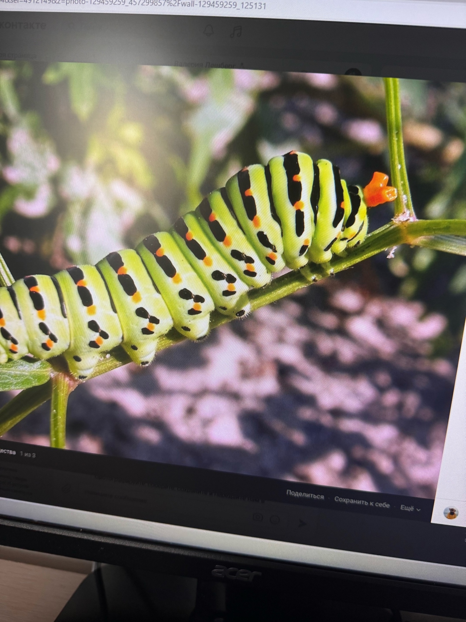 Пензенцев просят наблюдать за гусеницами махаона