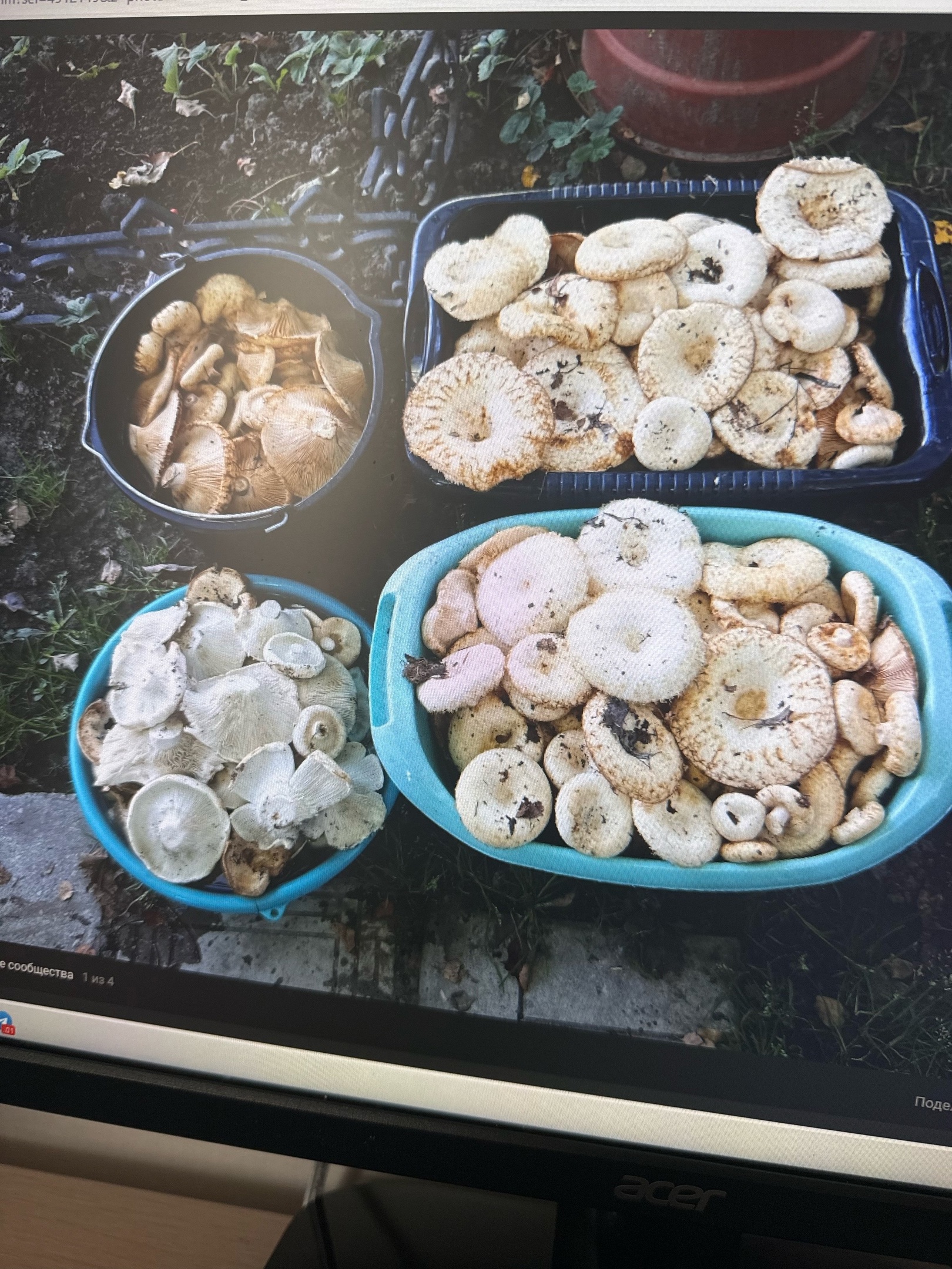 В пензенских лесах грибы «сгорели» от жары