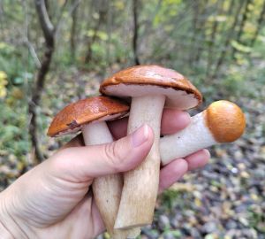 Ароматный суп из лисичек