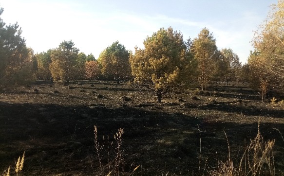В Шемышейском районе за крупный лесной пожар ответят собственники земли