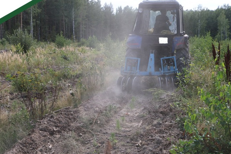 Пензенские лесоводы провели восстановительные работы на площади 3200 га