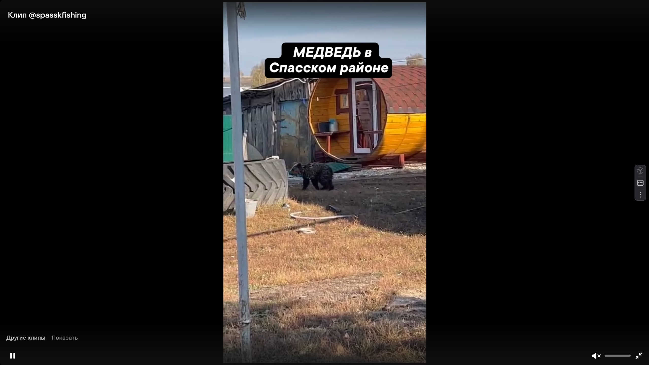 В Спасском районе медвежонок забрался во двор к людям