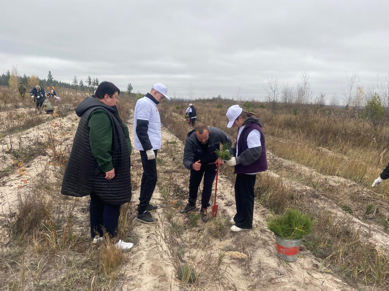 5000 сосен высадили в Чаадаевке