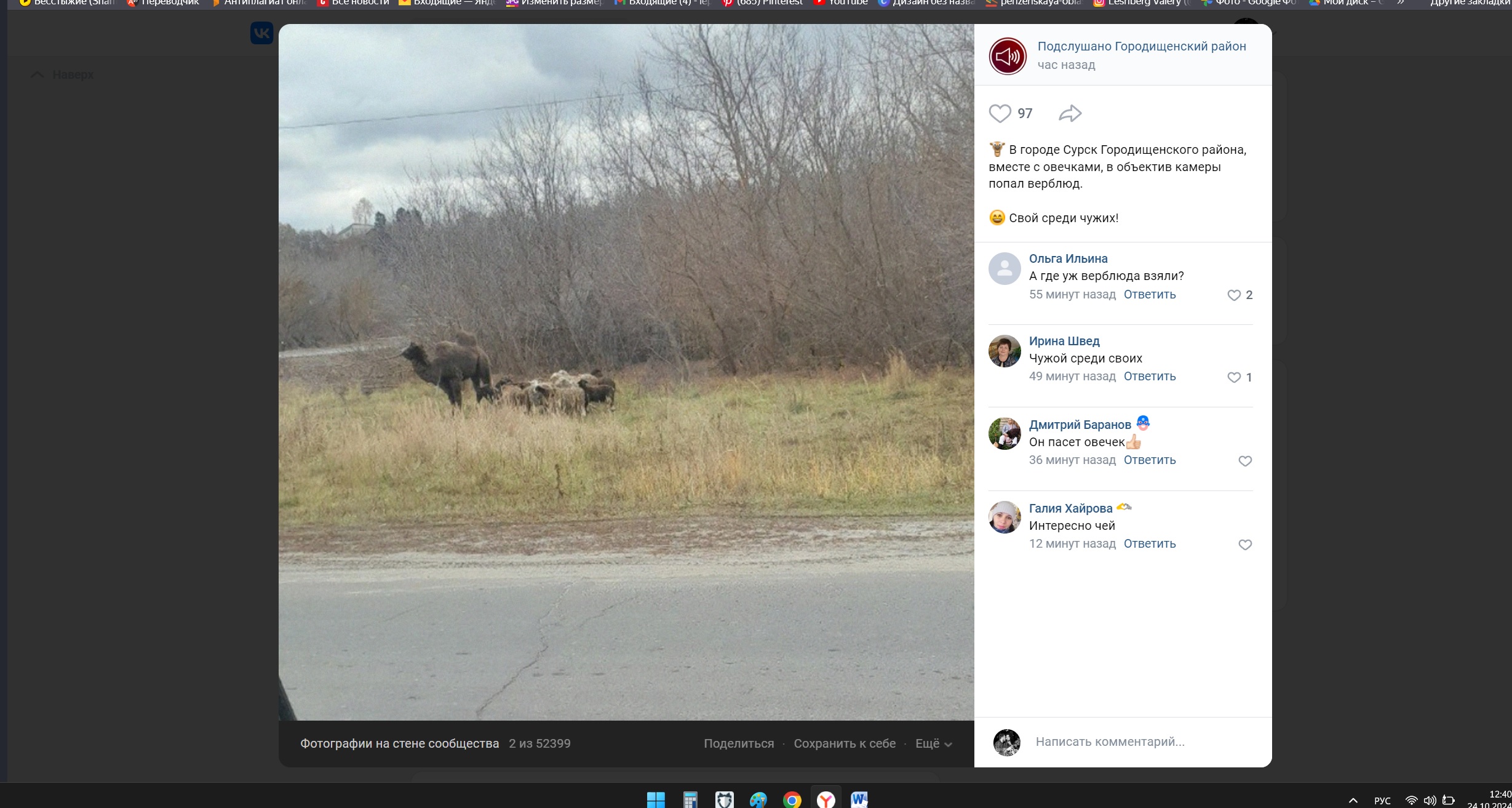 В Сурске заметили пасущегося с овцами верблюда