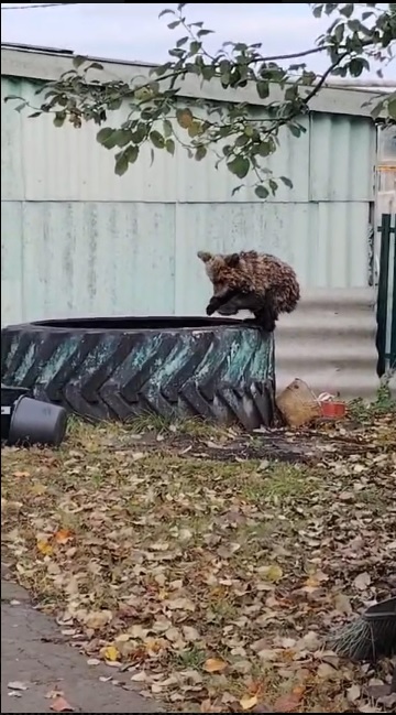 В Минлесхозе подтвердили факт гибели медвежонка в Спасском районе