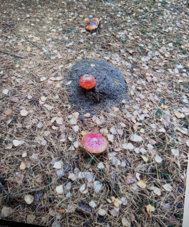 В пензенских лесах много мухоморов, но нет благородных грибов