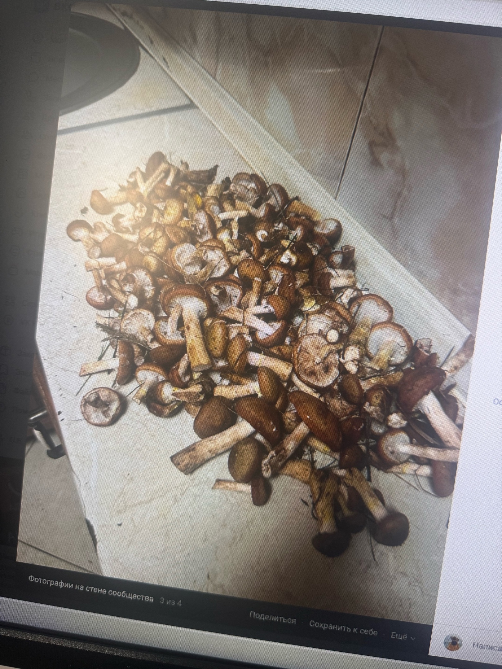 В Пензенской области урожай опят удивил местных жителей