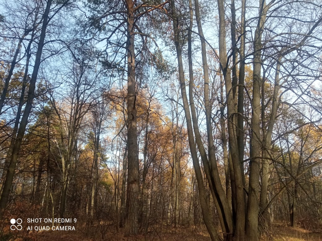 Пензенские грибники жалуются на пустые леса