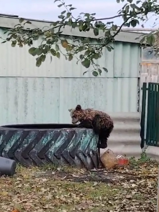 В сети рассказали о расчленении медвежонка, убитого в Пензенской области