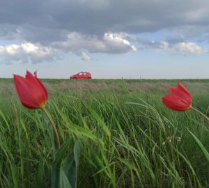 Продажи эко-авто в ПФО выросли втрое
