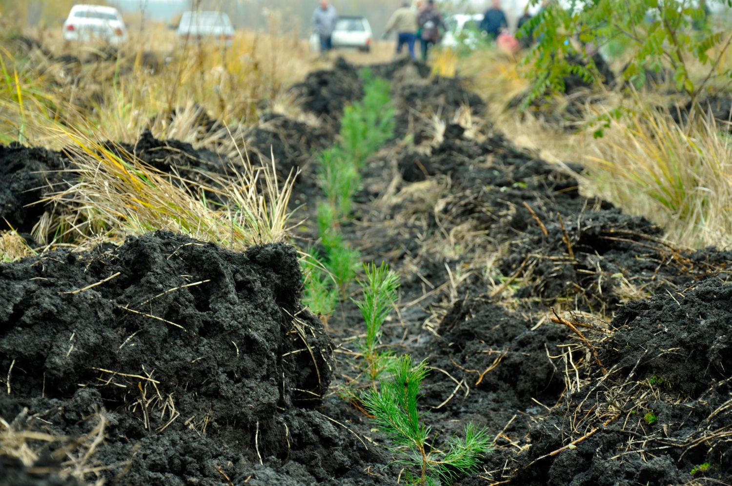 Пензенцев в рамках акции зовут сажать деревья в Кузнецком районе