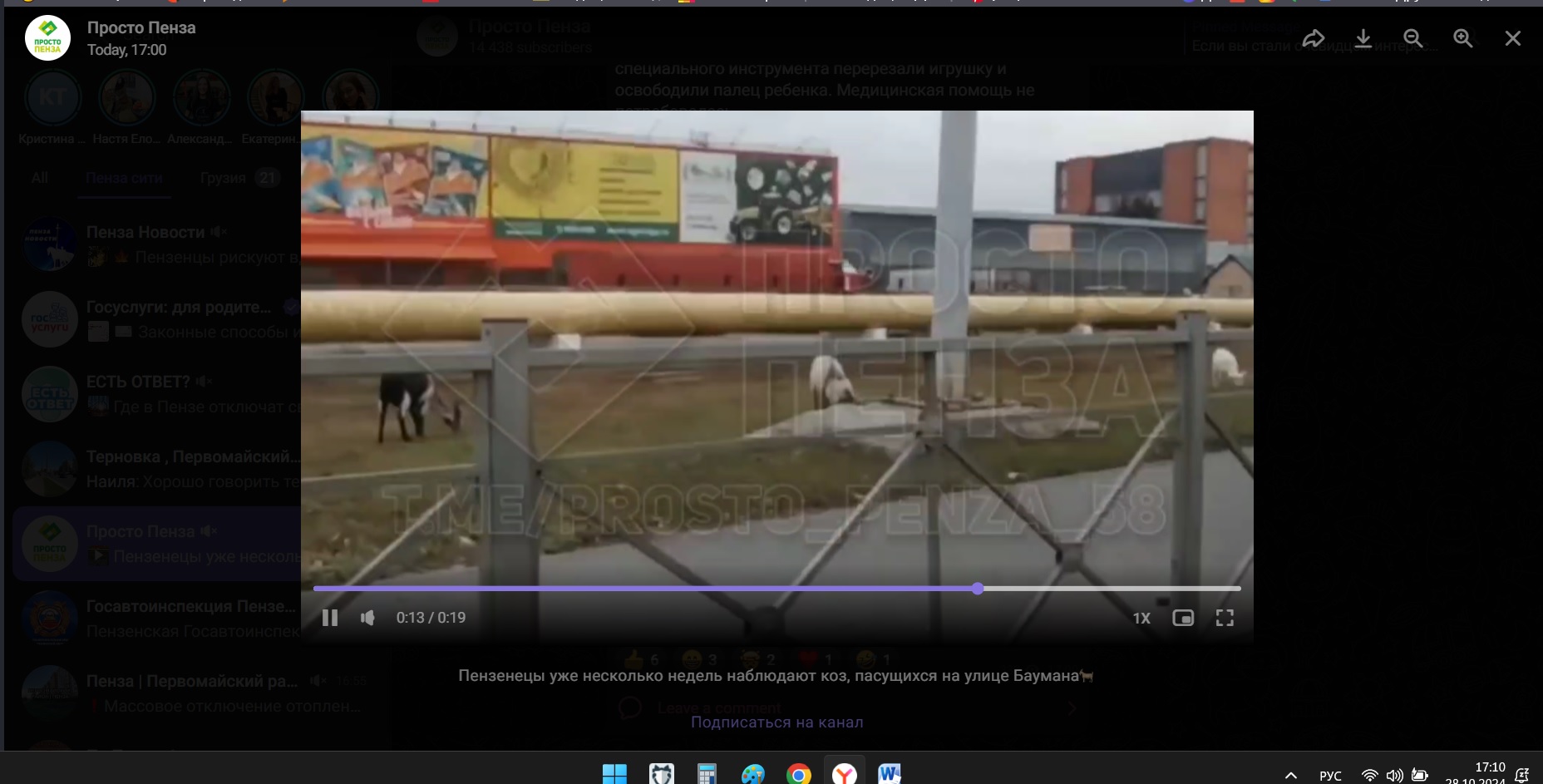 Пензенцы рассказали о козах, пасущихся на городских улицах