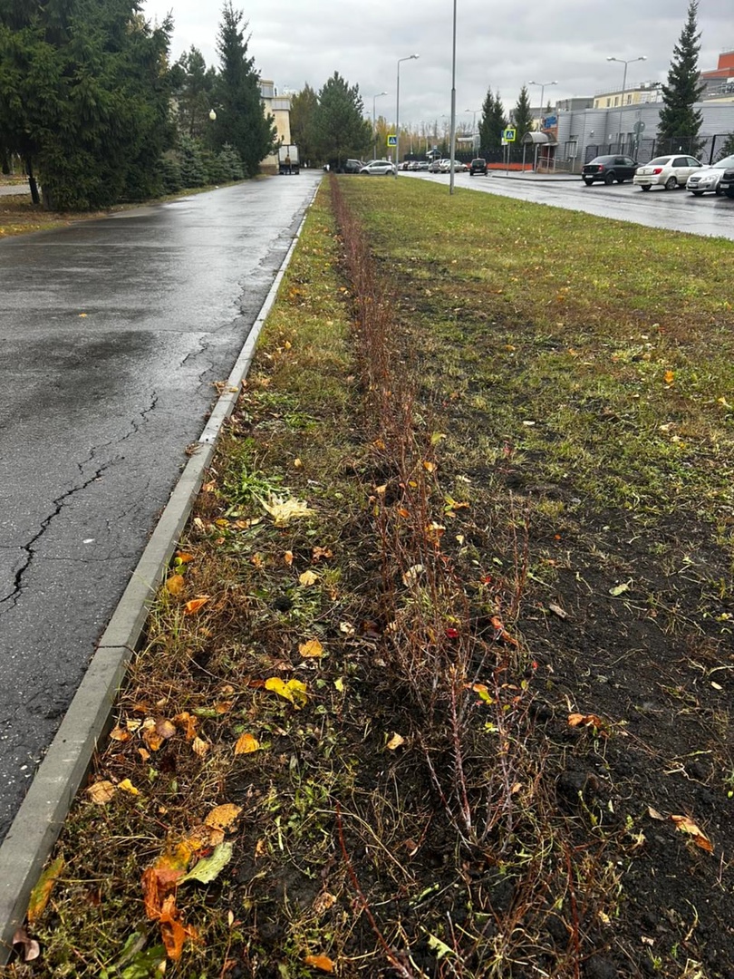 В пензенском сквере Могилевский дворик высадили кустарник из Сибири