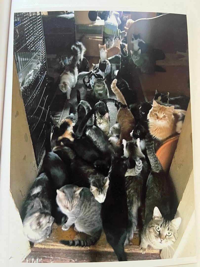 Пензячку обязали вывезти со своего участка 160 кошек и около сотни собак