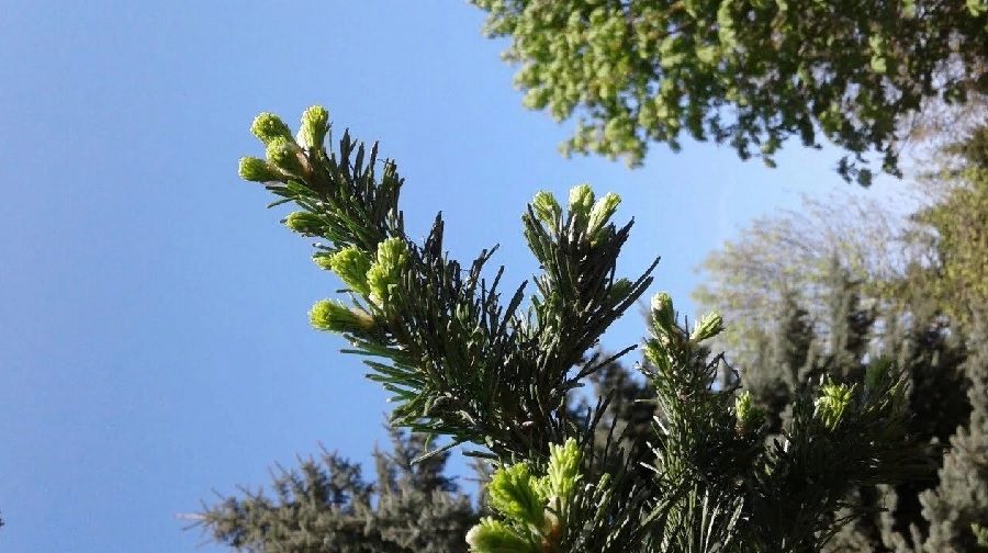«Меньше осадков, больше холодов»: какой будет весна в Пензенской области