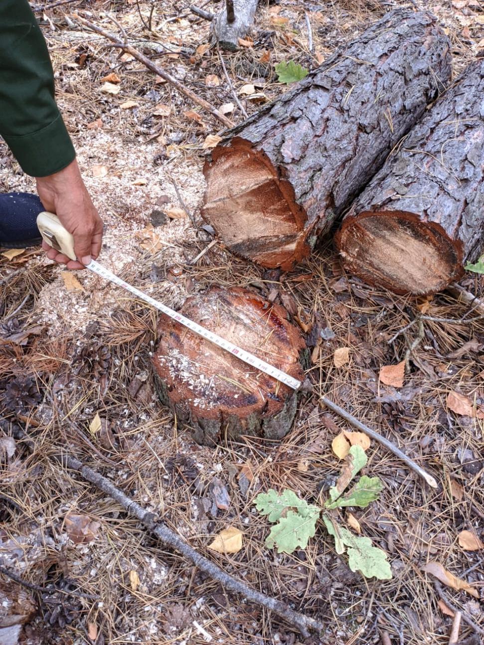 В Земетчинском районе разыскивают дровосека, срубившего молодые сосны