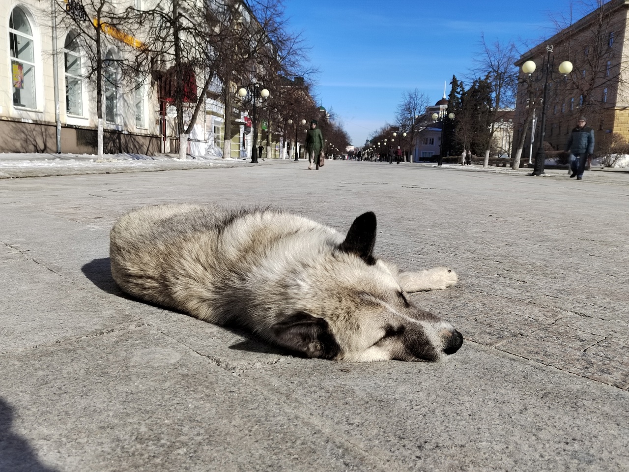 Пензенцы бьют тревогу: на улице 8 Марта для собак рассыпали отраву